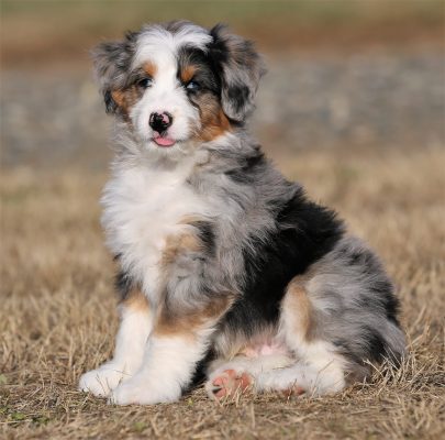 67779062_2232527903462698_2849979618604089344_o